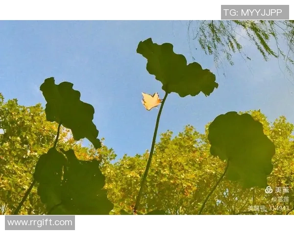 南京乒乓球队在洲际杯上的辉煌历程与突破成就全景回顾